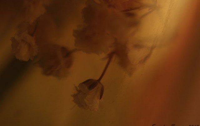 צילום פרחים בגוני חום | סמדר ברנע צילום אמנותי | E20-1201-1215