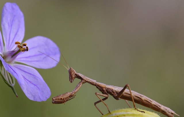 גמל שלמה נהנה מפריחה - צילום מקרו מק''ט E20-1503-14-4333 - ע"י סמדר ברנע