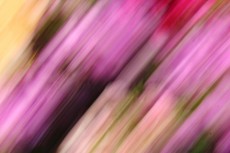 alt_text